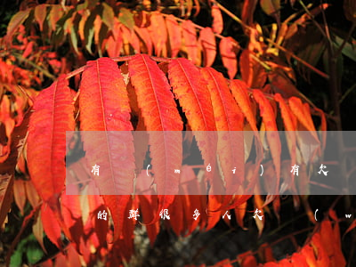 有沒(méi)有欠網(wǎng)貸不還的群(很多人欠網(wǎng)貸不還)