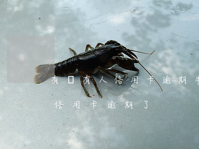有沒有人信用卡逾期半個(gè)月(沒注意信用卡逾期了)