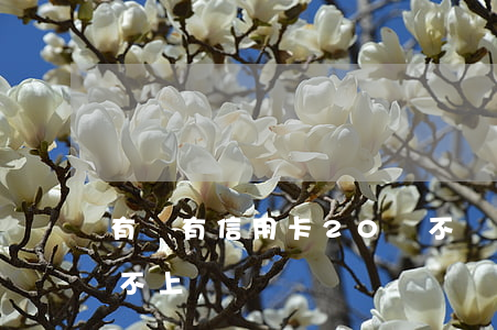 有沒有信用卡20萬不還的(信用卡20萬還不上)
