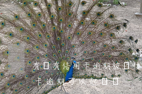 有沒有信用卡逾期被銀行起訴的(別人用信用卡逾期可以起訴嗎)