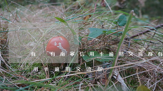 有沒有南寧信用卡逾期交流群(有沒有南寧信用卡逾期交流群)