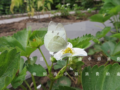 有沒有收到過中銀消費的逾期短信-有沒有收到過中銀消費的逾期短信通知