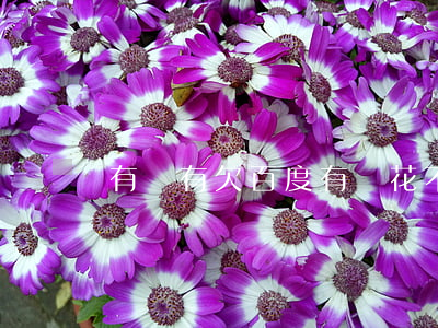 有沒有欠百度有錢花不還的