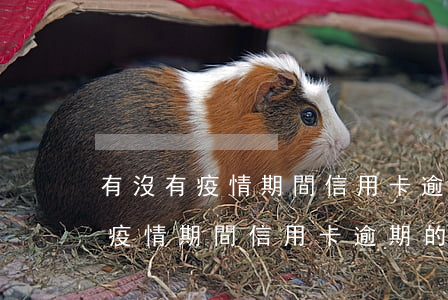 有沒有疫情期間信用卡逾期的情況-有沒有疫情期間信用卡逾期的情況啊