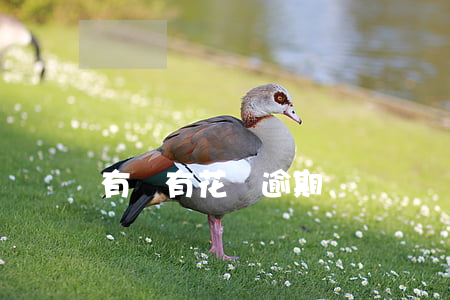 有沒有花唄逾期