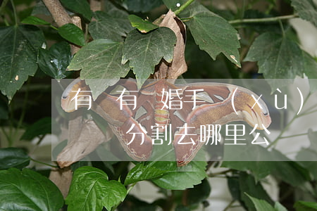 有沒有離婚手續(xù)前的財產公證(離婚財產分割去哪里公證)