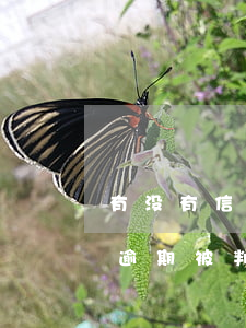 有没有信用卡逾期做过牢的-有没有信用卡逾期被判刑的