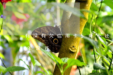 有没有欠信用卡5年不还的(欠信用卡五万三年没还)