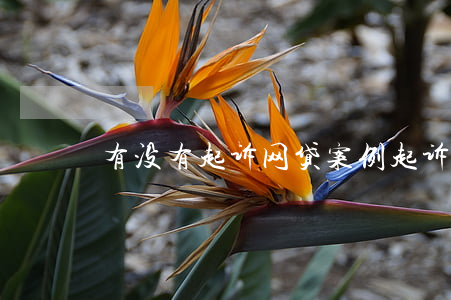 有没有起诉网贷案例(起诉网贷成功案例)