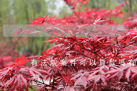 有法院案件可以貸款嗎(有法律訴訟可以貸款嗎)