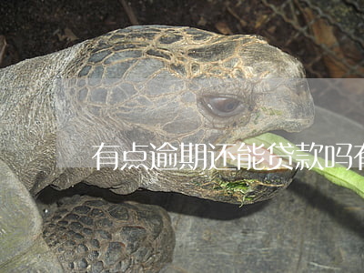 有点逾期还能贷款吗(有点逾期还能贷款吗)