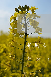 有用分期可以起訴法院嗎(好分期合法嗎會(huì)起訴嗎)