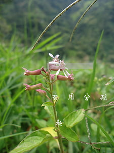 有用分期逾期起訴會通緝嗎6(分期逾期會被起訴嗎)