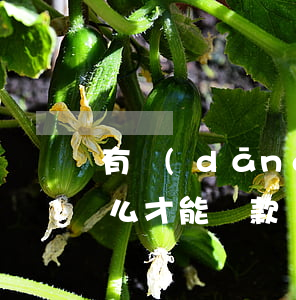 有當(dāng)前逾期怎樣貸款(有逾期怎么才能貸款)