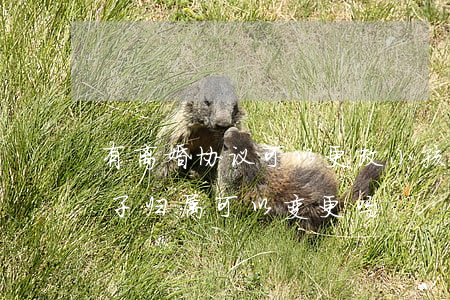 有离婚协议可以更改小孩户口吗(离婚协议孩子归属可以变更吗)