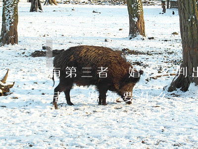 有第三者離婚怎么判(出現(xiàn)第三者離婚需要什么證據(jù))