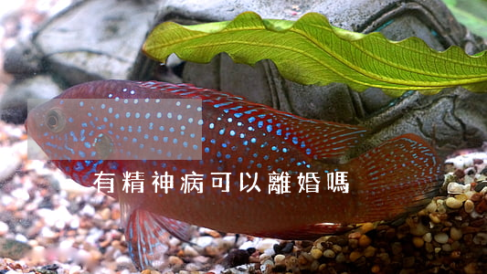 有精神病可以離婚嗎