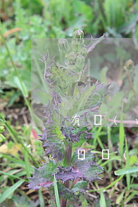 有網(wǎng)貸和信用卡幾十萬逾期的嗎 網(wǎng)貸和信用卡逾期哪個(gè)可怕
