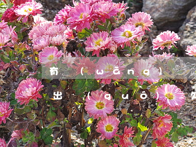 有網(wǎng)貸沒(méi)有逾期能出國(guó)嗎(欠網(wǎng)貸能出國(guó)工作嗎)