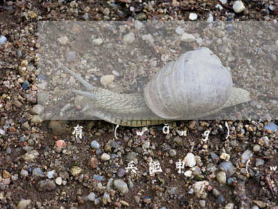 有網(wǎng)貸沒逾期可以當兵嗎(在部隊當兵能申請網(wǎng)貸嗎)