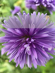 有網(wǎng)貸逾期怎么辦信用卡