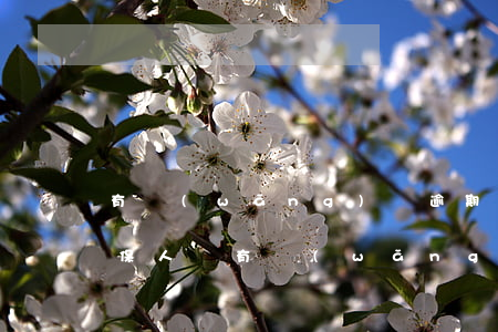 有網(wǎng)貸逾期能做擔(dān)保人嗎(有網(wǎng)貸逾期能做擔(dān)保人嗎)