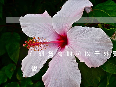 有網貸逾期可以干外賣(網貸逾期不敢跟家里說)