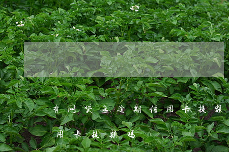 有网贷无逾期信用卡提额吗(有网贷无逾期信用卡提额吗)