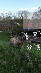 有网贷逾期可以分期买房吗 有网贷逾期可以分期买房吗
