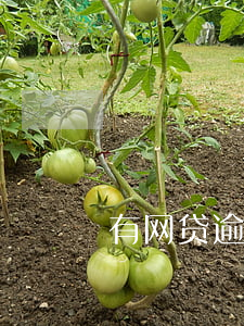 有网贷逾期可以办信用卡吗