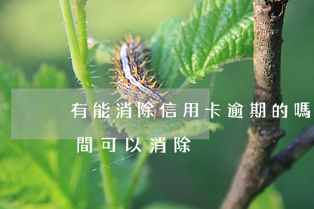 有能消除信用卡逾期的嗎(信用卡逾期多長時間可以消除)