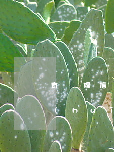 有處理信用卡逾期的嗎（信用卡逾期可以做會(huì)計(jì)么）