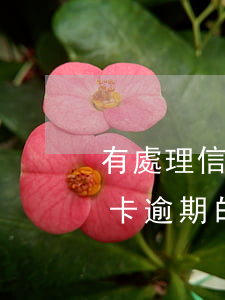 有處理信用卡逾期的嗎怎么辦-有處理信用卡逾期的嗎怎么辦理
