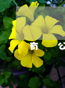 有訴訟公司可以上市嗎(起訴上市公司對其影響)