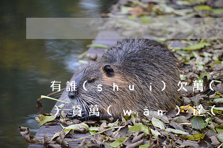 有誰(shuí)欠萬(wàn)達(dá)貸(萬(wàn)達(dá)貸最近怎么了)