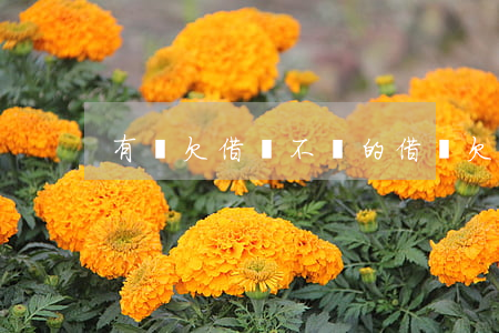 有誰欠借唄不還的(借唄欠款不還)