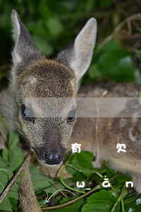 有誰欠網(wǎng)貸十幾萬不還的(網(wǎng)貸欠款十幾萬還不起怎么辦)