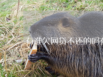 有谁欠网贷不还的吗(有谁欠网贷不还的吗)