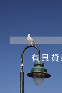 有貝貸款逾期怎么辦(貸款逾期了)