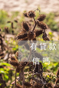 有貸款的還不起怎么辦(有貸款沒還完影響征信嗎)