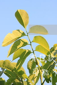 有貸款逾期可以開公司嗎(公司法人有逾期,公司能不能貸款)