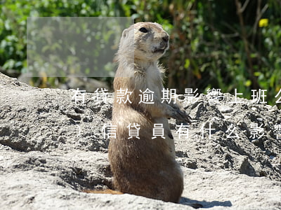 有貸款逾期影響上班么(貸款逾期對(duì)信貸員有什么影響)