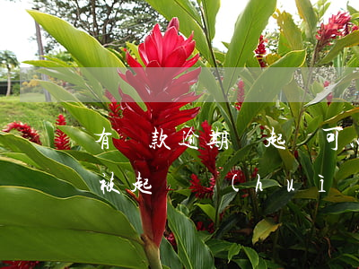 有貸款逾期沒起訴可以買房嗎(貸款買房逾期被起訴會(huì)怎么辦?)