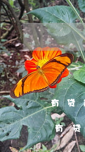 有贷款逾期信用卡不提额吗怎么办，如何处理有贷款逾期的信用卡，让它不再影响提额？