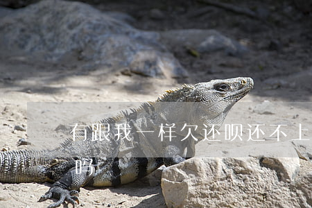 有跟我一样欠还呗还不上的吗(有还呗没还的吗)