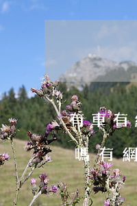 有車有網(wǎng)貸逾期可以辦信用卡嗎(有網(wǎng)貸逾期可以辦車貸嗎)