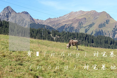 有農(nóng)村宅基地方面的律師嗎(農(nóng)村宅基地專業(yè)律師)