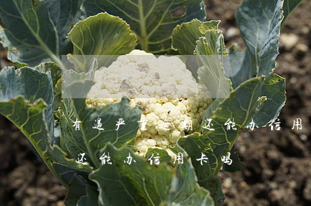 有过严重逾期还能办信用卡吗(有过严重逾期还能办信用卡吗)