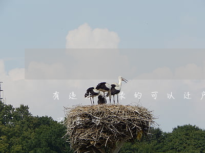 有违法记录的可以迁户口吗(户籍上会有违法记录吗)