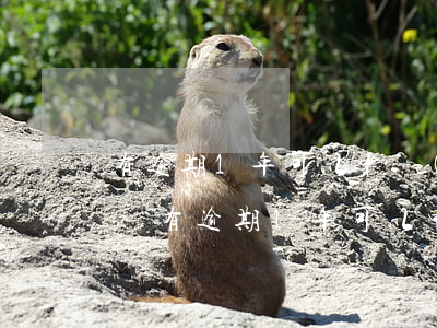 有逾期1年可以申請(qǐng)信用卡嗎-有逾期1年可以申請(qǐng)信用卡嗎